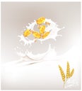 Wheat spike milk splashes isolated illustration
