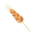 wheat spike nature