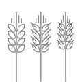 Wheat spike vector icons set isolated outline style spica