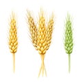 Wheat spike watercolor illustration. Hand drawn rye spikes with grain . Agriculture farm cereal plant element. Wheat