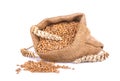 Wheat spike and wheat grain in burlap bag isolated on white background Royalty Free Stock Photo