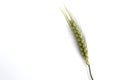 Wheat spike with white background, wheat spike plant, sample wheat spike