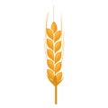 Wheat spike yellow isolated on white background. Flat color Royalty Free Stock Photo