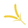 Wheat spike yellow on a white background