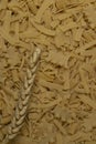 Wheat spikelet and different types of pasta. Royalty Free Stock Photo