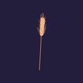 Wheat spikelet with grains, ear and stem. Agriculture cereal crop with seeds and bristle. Autumn stalk with kernels and