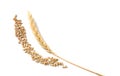 Wheat spikelet and grains on white background