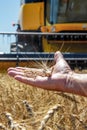 Wheat spikelet lie on male palm