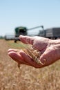 Wheat spikelet lie on male palm