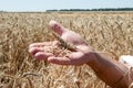 Wheat spikelet lie on male palm