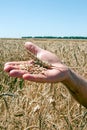 Wheat spikelet lie on male palm