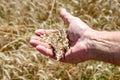 Wheat spikelet lie on male palm