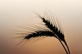 Wheat Spikelet Royalty Free Stock Photo