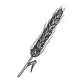 wheat spikelet sketch vector illustration