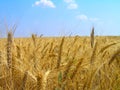 Wheat spikelets against the blue sky.