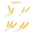 Wheat spikelets. Agricultural wheat, symbol, isolated on white background. Royalty Free Stock Photo