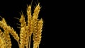 Wheat spikelets on a black background, spikelets pods. Royalty Free Stock Photo