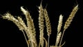 Wheat spikelets on a black background, spikelets pods. Royalty Free Stock Photo