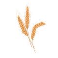 Wheat spikelets with ears, grains, stems and spikes. Realistic drawing of agriculture cereal crop, farm field seed plant Royalty Free Stock Photo