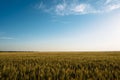 Wheat spikelets farm agriculture field landscape with blue sky