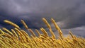 wheat spikelets field with stormy cumulus clouds . design nature 3D illustration Royalty Free Stock Photo