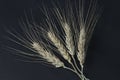 Wheat spikelets isolated on a black background Royalty Free Stock Photo