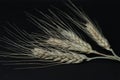 Wheat spikelets isolated on a black background Royalty Free Stock Photo