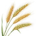 Wheat spikelets isolated on white background Royalty Free Stock Photo