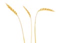 Wheat spikelets isolated on white background Royalty Free Stock Photo