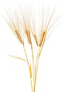 Wheat spikelets isolated on white background. Wheat stems Royalty Free Stock Photo