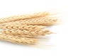 Wheat spikelets on white background