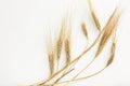 Wheat spikelets on a white background. Healthy eating, autumn harvest, bread baking