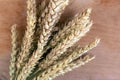 Wheat spikelets on wooden background