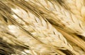 Wheat spikes