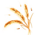 Wheat spikes realism Royalty Free Stock Photo