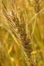 Wheat sponge in a wheat field