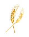 Wheat springs vector Royalty Free Stock Photo