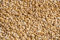 Wheat with sprouted germs background Royalty Free Stock Photo