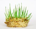 Wheat sprouting Royalty Free Stock Photo