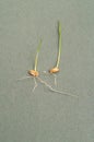 Wheat sprouting with roots and plant shoot