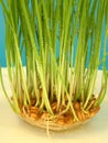 Wheat sprouts Royalty Free Stock Photo