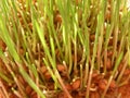 Wheat sprouts Royalty Free Stock Photo