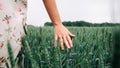 Wheat sprouts field. Young woman on cereal field touching ripe wheat spikelets by hand. Harvest and gold food Royalty Free Stock Photo