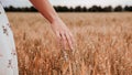 Wheat sprouts field. Young woman on cereal field touching ripe wheat spikelets by hand. Harvest and gold food Royalty Free Stock Photo