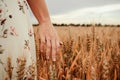 Wheat sprouts field. Young woman on cereal field touching ripe wheat spikelets by hand. Harvest and gold food Royalty Free Stock Photo