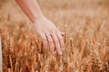 Wheat sprouts field. Young woman on cereal field touching ripe wheat spikelets by hand. Harvest and gold food Royalty Free Stock Photo