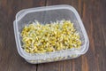 Wheat sprouts in a plastic bowl, top view with a copy of the space.Sprouted cereals for a healthy diet Royalty Free Stock Photo