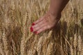 Wheat sprouts in a woman`s farmer hand Royalty Free Stock Photo