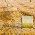 Wheat Sheaf in a Field