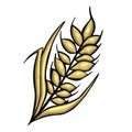 Wheat stalk, wheat beer product illustration vector